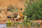 pin-tailed sandgrouse