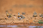 pin-tailed sandgrouse