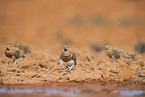 pin-tailed sandgrouse