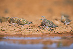 pin-tailed sandgrouse
