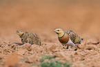pin-tailed sandgrouse