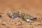 pin-tailed sandgrouse