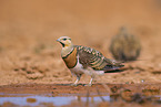 pin-tailed sandgrouse