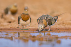 pin-tailed sandgrouse