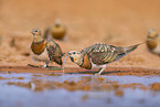 pin-tailed sandgrouse