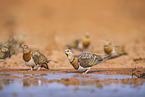pin-tailed sandgrouse