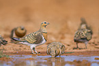 pin-tailed sandgrouse