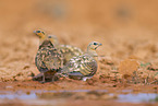 pin-tailed sandgrouse