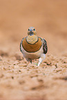 pin-tailed sandgrouse