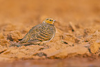 pin-tailed sandgrouse