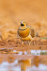 pin-tailed sandgrouse