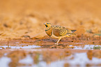 pin-tailed sandgrouse