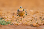 pin-tailed sandgrouse