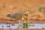 pin-tailed sandgrouse