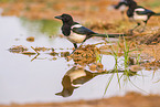 black-billed magpie