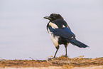 black-billed magpie