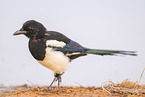 black-billed magpie