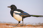 black-billed magpie
