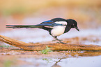 black-billed magpie