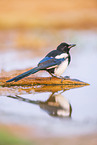 black-billed magpie