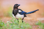 black-billed magpie