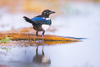 black-billed magpie