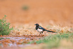 black-billed magpie