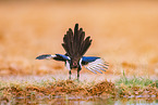black-billed magpie