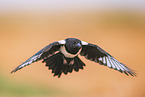 black-billed magpie