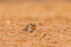 pin-tailed sandgrouse