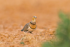 pin-tailed sandgrouse
