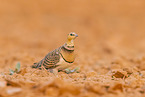 pin-tailed sandgrouse