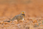 pin-tailed sandgrouse