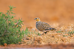 pin-tailed sandgrouse