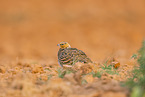 pin-tailed sandgrouse