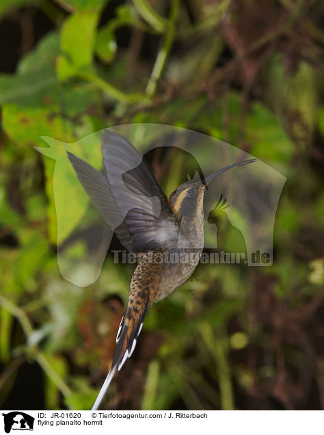 fliegender Zimtroter Schattenkolibri / flying planalto hermit / JR-01620