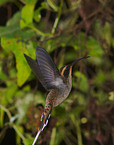 flying planalto hermit