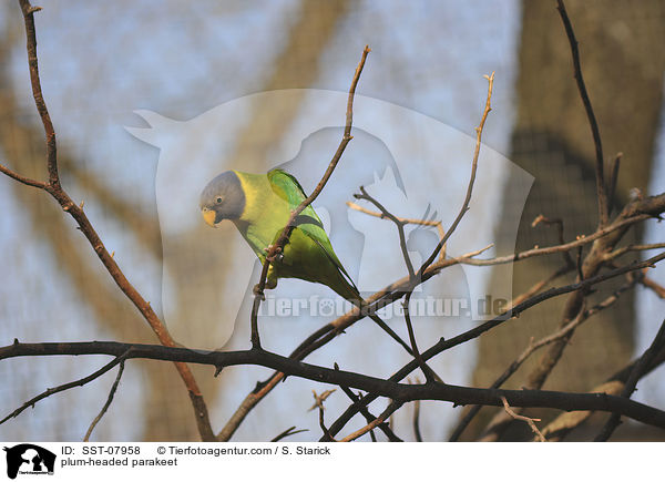 plum-headed parakeet / SST-07958