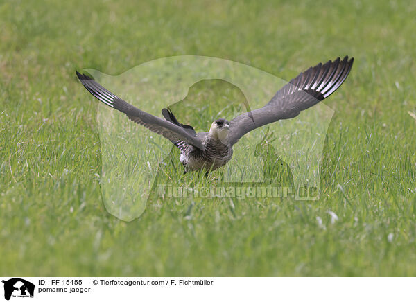 Spatelraubmwe / pomarine jaeger / FF-15455