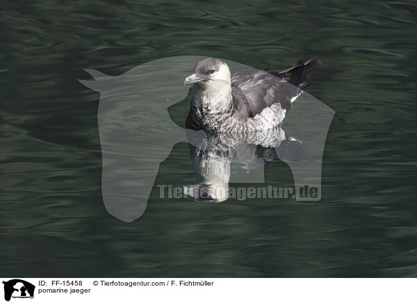 Spatelraubmwe / pomarine jaeger / FF-15458