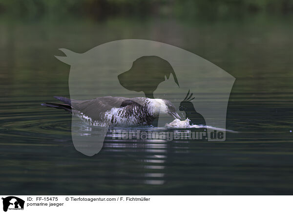 Spatelraubmwe / pomarine jaeger / FF-15475