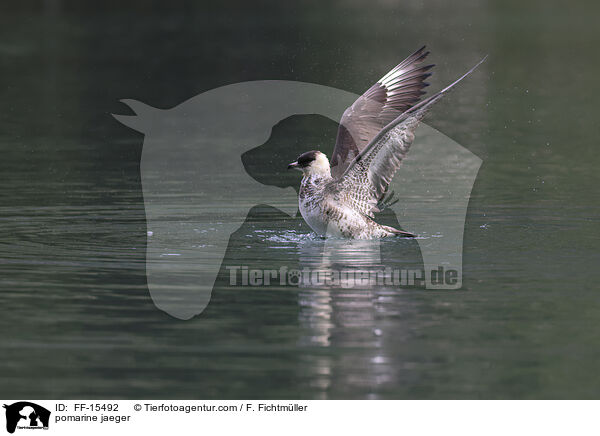 Spatelraubmwe / pomarine jaeger / FF-15492