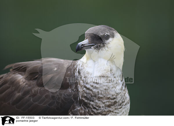 Spatelraubmwe / pomarine jaeger / FF-15503