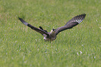 pomarine jaeger