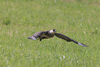 pomarine jaeger