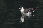 pomarine jaeger