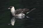 pomarine jaeger