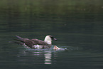 pomarine jaeger