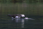 pomarine jaeger