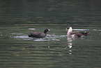 pomarine jaeger